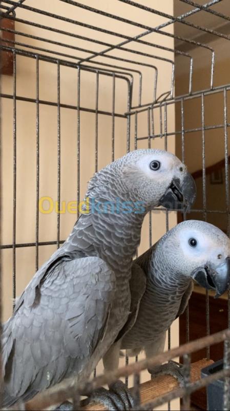  Perroquet gris de Gabon 