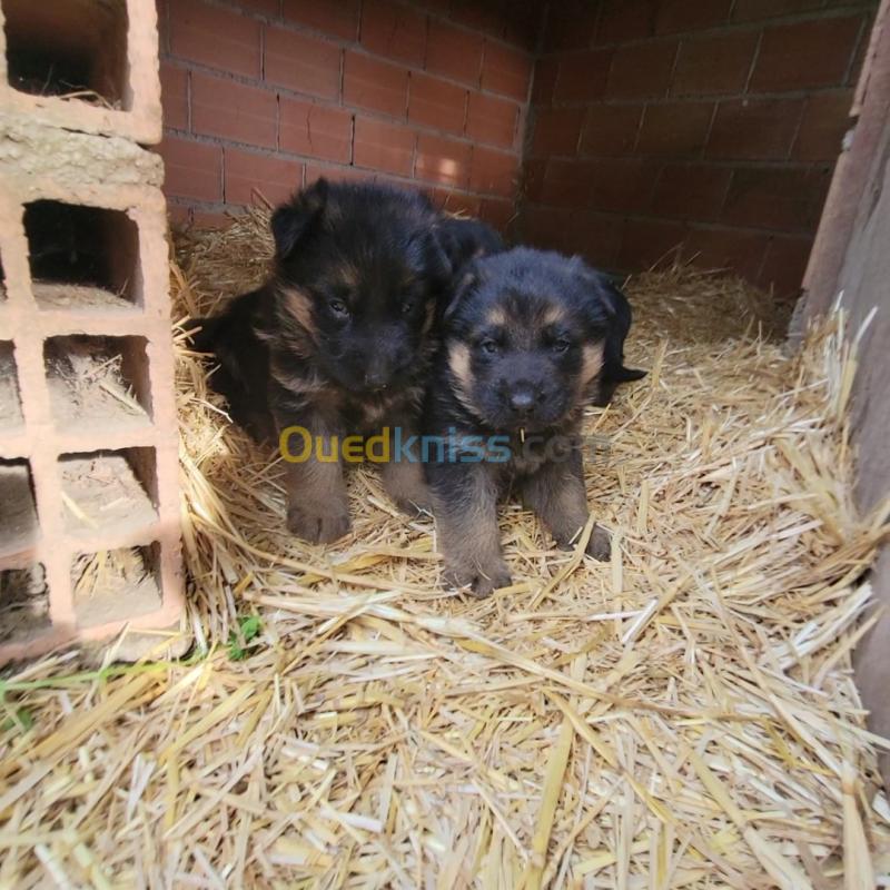  Chiots bergers allemand 