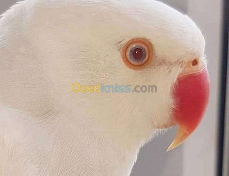  Magnifique perroquet indien mutation albinos ...