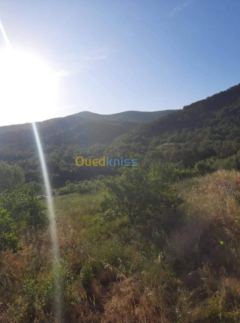 Vente Terrain Tizi Ouzou Yakouren Tizi Ouzou Algérie