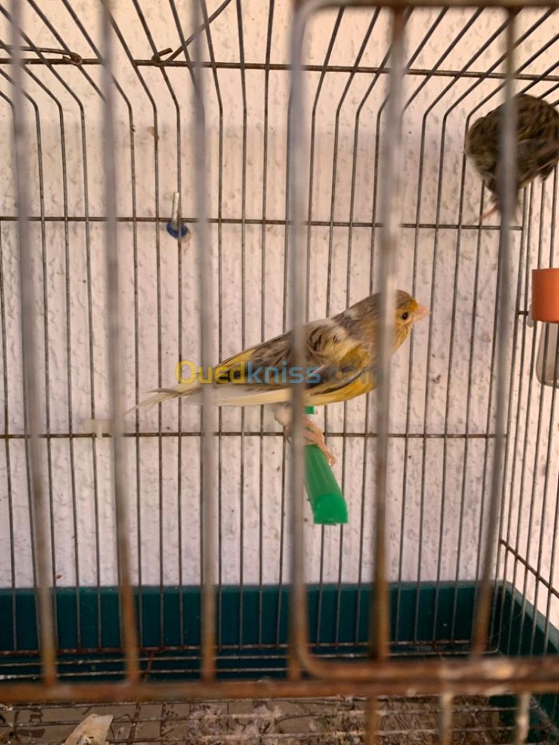 Deux femelles canaris wadjdin belbid - الجزائر الجزائر