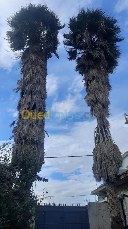  Deux palmiers