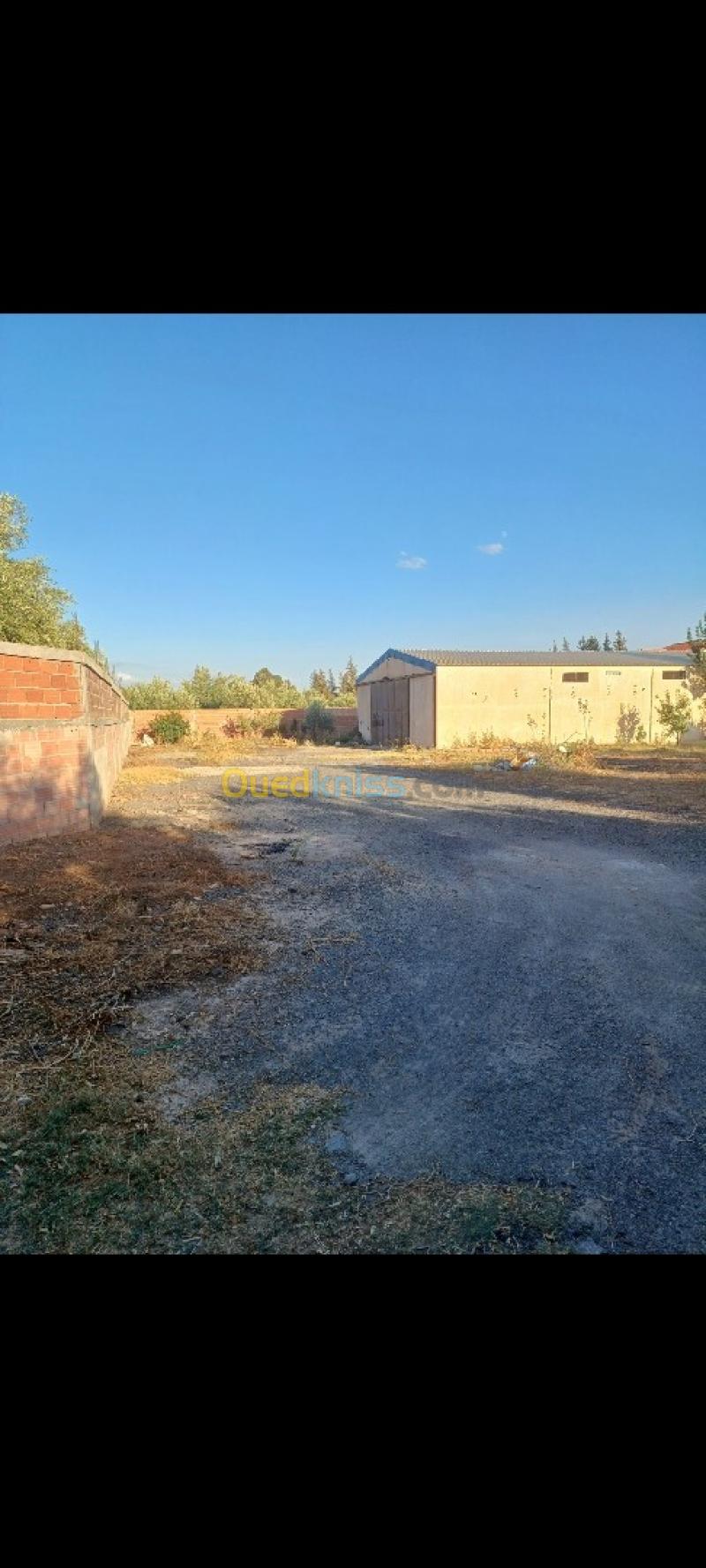 Location Hangar - Usine Bouira El asnam 2