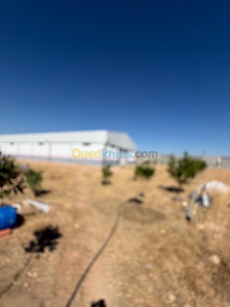 Location Hangar - Usine Sétif Ain arnat 16