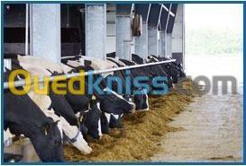  Vente de Vaches laitières - Montbéliard, Holstein très bonne qualitée 