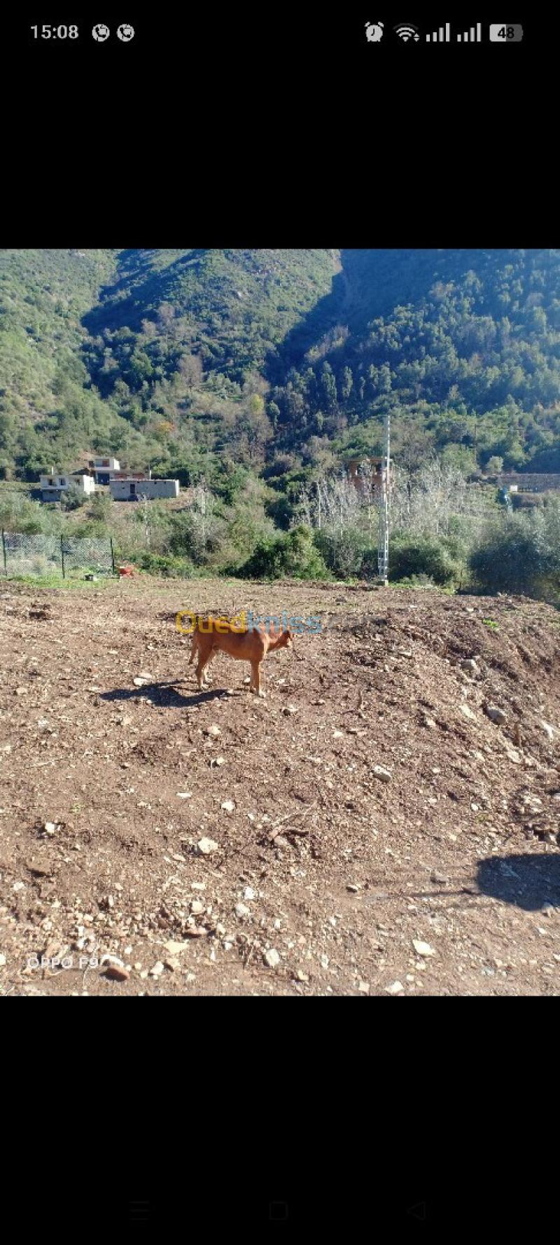 Vente Terrain Béjaïa Boukhelifa 19