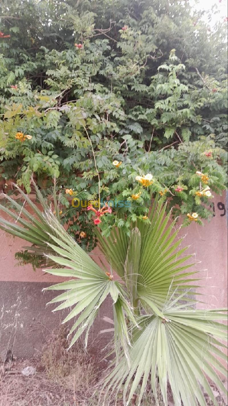 Vente Villa Boumerdès Djinet 5