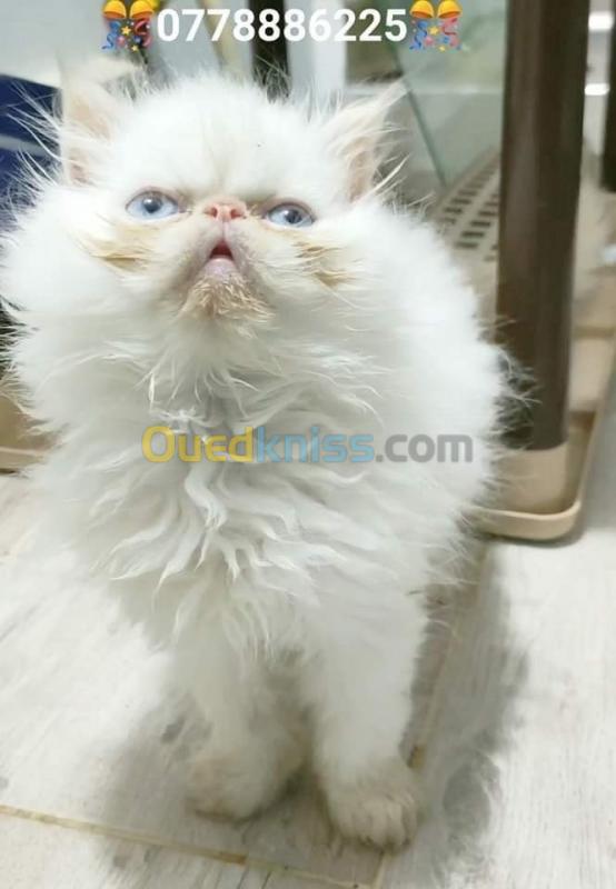 Chat Pure Himalayen