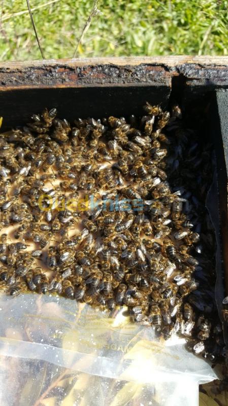  Essaims d'abeilles 4 et 5 cadres avec reine
