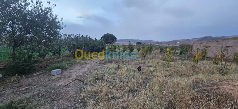 Vente Terrain Agricole Batna Boumia 2