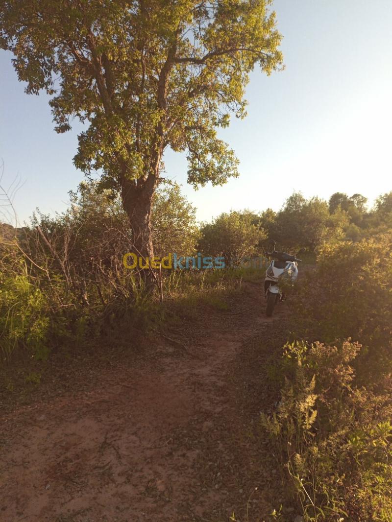 Vente Terrain Jijel El kennar nouchfi 10