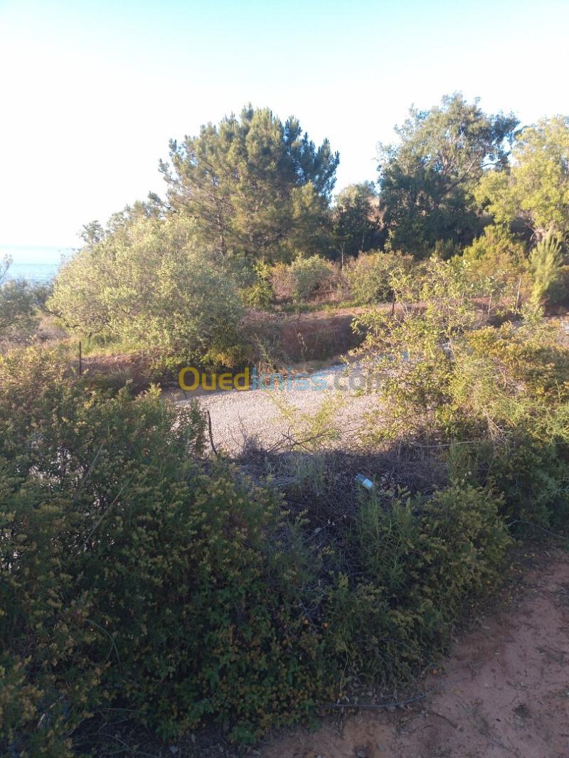 Vente Terrain Jijel El kennar nouchfi 4