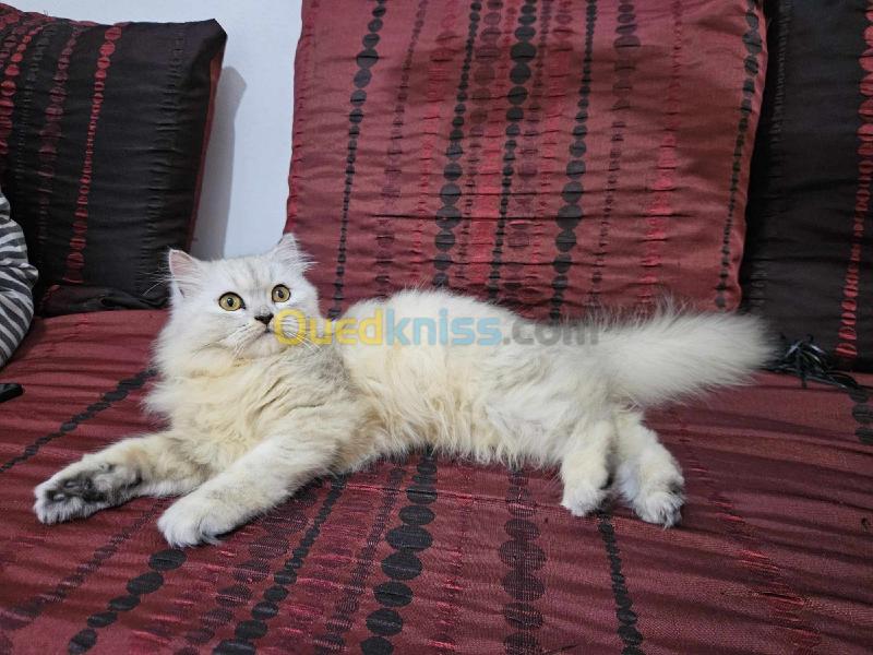  Chat persan femelle 