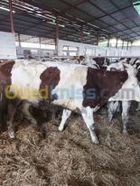   Importation et vente des Vaches laitières et veaux d'engraissement 
