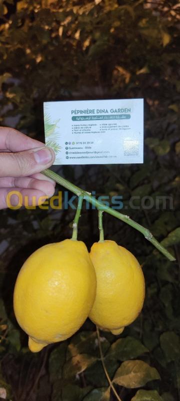  Citron Eurêka ليمون الوريكا 4فصول 